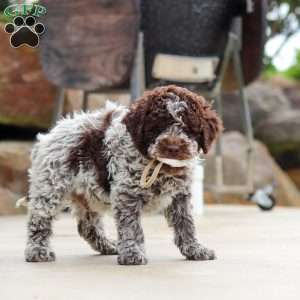 Bluey, Lagotto Romagnolo Puppy